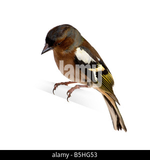 Buchfink Fringilla Coelebs auf seinem Ast vor einem weißen Hintergrund Stockfoto