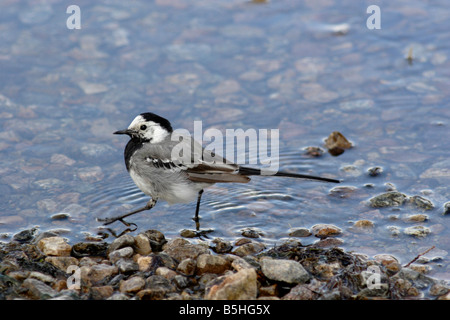 Motacilla Alba, die Bachstelze in Grövelsjön in Schweden genommen. Stockfoto