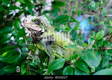 ST. JOHN, US Virgin Islands – Ein grüner Leguan (Iguana Leguana), der auf einem Baum thront und direkt auf die Kamera auf St. John auf den US Virgin Islands blickt. Die unverwechselbare Schuppenhaut und Stacheln des Reptils sind deutlich sichtbar und zeigen die einzigartige Tierwelt der Karibikinsel. Stockfoto