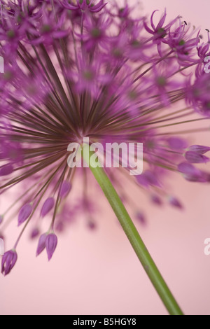 Zeitgenössische Bild von einer Allium Blume Kopf vor einem rosa Hintergrund mit einer geringen Schärfentiefe Stockfoto