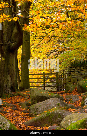 Schöne Herbst (Herbst) Szene aus Padley Schlucht im Peak District National Park Stockfoto