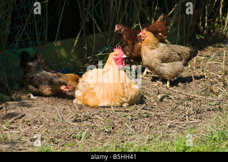 dh HEN UK Freilandhühner, die nach Lebensmitteln im Freien auf häuslicher Geflügelhaltung Nahrungssuche machen Stockfoto