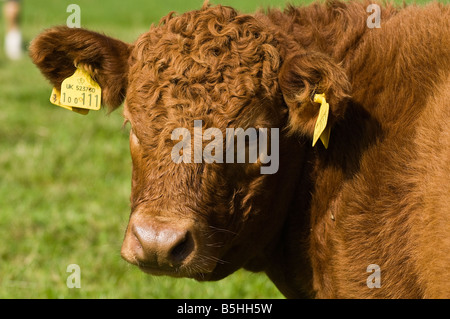 dh Rind Kuh Vieh Landwirtschaft Nahaufnahme junge Rindfleisch Bullock mit Identität Stichwörter Nahaufnahme Gesicht Kopf Stockfoto