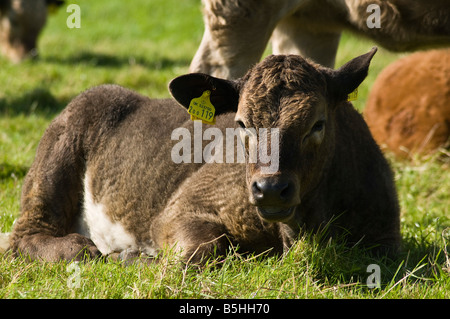 Dh Rindfleisch Kuh de Nahaufnahme jungen rind kalb sitzend mit Erkennungsmarke inländischen Kuh Stockfoto