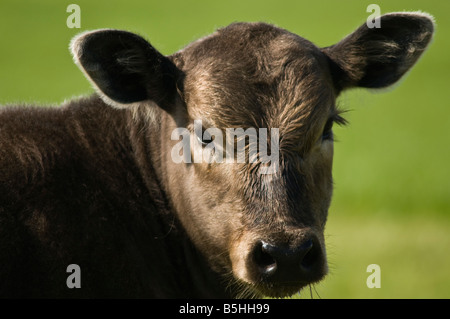 Dh Rindfleisch Kuh de Nahaufnahme sehr junges Rindfleisch kein Kalb rind Nahaufnahme Gesicht Kopf Stockfoto