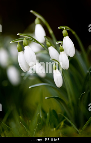 Kleine Büschel von Schneeglöckchen mit Bokeh Hintergrund Stockfoto