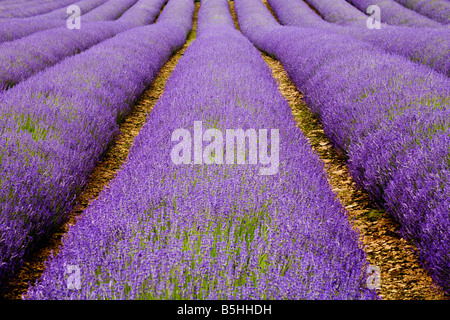 Reihen von Lavendel in einem Feld Stockfoto