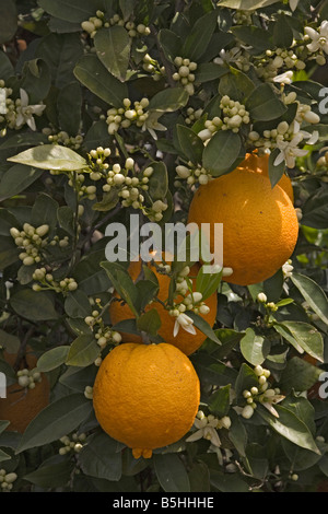 Orangenbaum Citrus Sinensis mit Früchten und Blüten im Frühjahr Crete Stockfoto