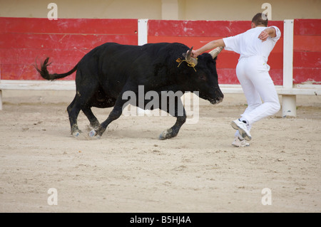 eine einzige Stier bei einem Kampf mit Matador in der Arena von Saintes Maries De La Mer La Camargue Provence Frankreich Europa Stockfoto