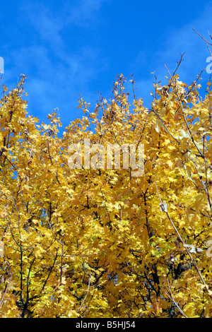 ACER CAMPESTRE FELD AHORN HERBSTFÄRBUNG Stockfoto