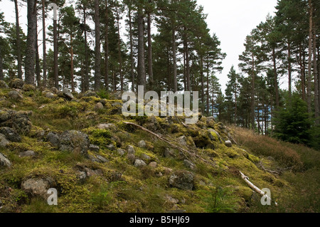 dh Ord BLACK ISLE INVERNESSSHIRE Eisenzeit Wallburg in Wäldern North Kessock Stockfoto