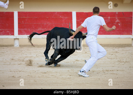 eine einzige Stier bei einem Kampf mit Matador in der Arena von Saintes Maries De La Mer La Camargue Provence Frankreich Europa Stockfoto