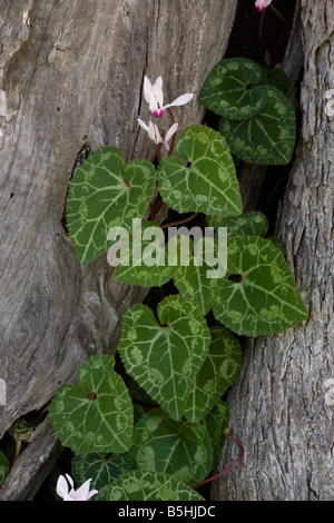 Persische Alpenveilchen Cyclamen Persicum wächst in alten Baum Eingeborener in Zypern Stockfoto