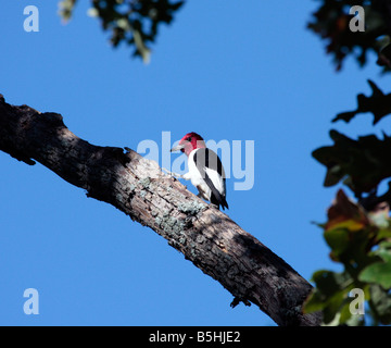 Rothaarige Specht am Baum Stockfoto