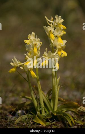 Nur wenige blühende Orchidee Orchis Pauciflora in Blüte Crete Stockfoto