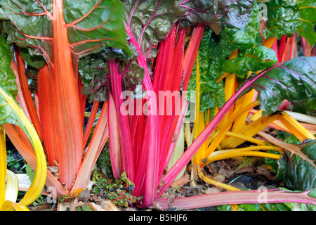 MANGOLD BRIGHT LIGHTS IM NOVEMBER Stockfoto