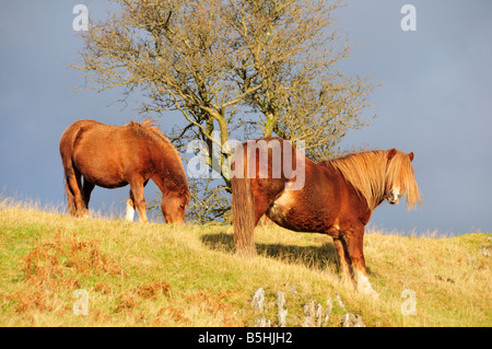 Welsh Mountain Ponys Weiden auf der Cambrian Mountains an einem kalten Wintertag Abend Powys, Wales Stockfoto