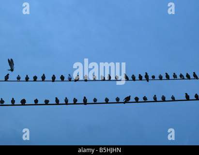 Vögel auf Draht ruhend blauen Himmel Stockfoto