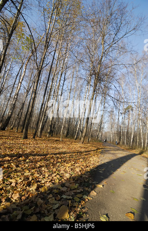 Herbst Holz Stockfoto