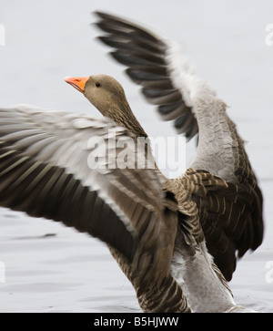 Graugans (Anser Anser) mit den Flügeln Stockfoto