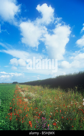 Feld angebauten Kartoffeln mit Wildlife-freundliche Marge bis Weißdorn Hecke mit Mohnblumen Malve Oxeye Gänseblümchen unter blauem Himmel Stockfoto