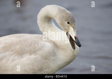 Porträt von einem unreifen Singschwan Kopf und Hals Stockfoto