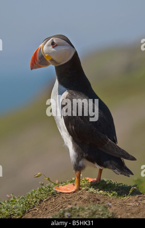 Papageitaucher auf Skomer Island, Pembrokeshire Stockfoto