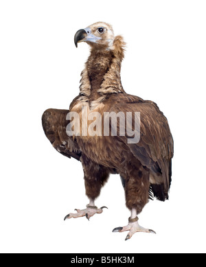 Eurasian Black Vulture 42 Jahre Aegypius Monachus vor einem weißen Hintergrund Stockfoto