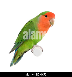 Pfirsich-faced Lovebird vor einem weißen Hintergrund Stockfoto