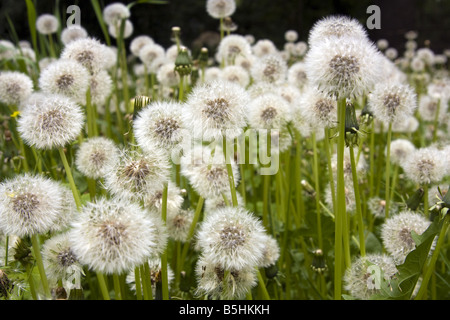 Gemeinsamen Löwenzahn. Stockfoto