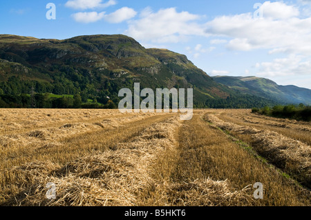 dh OCHIL HILLS STIRLINGSHIRE trocknenden Heu Stroh-Feld und der Ochils Stockfoto