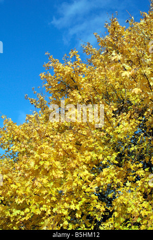 ACER CAMPESTRE FELD AHORN HERBSTFÄRBUNG Stockfoto