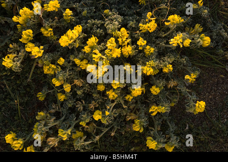 Meer Medick Medicago Marina Zypern Stockfoto