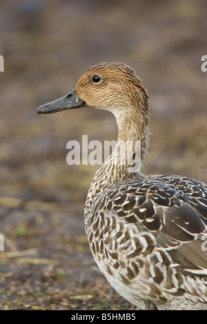 Porträt von einem weiblichen nördliche Pintail (Anas Acuta) Stockfoto