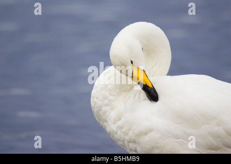 Porträt von einem Erwachsenen Singschwan putzen Stockfoto