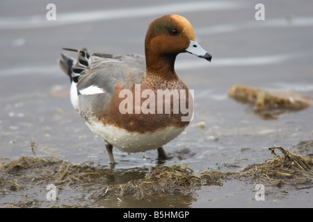 Männliche eurasischen Pfeifente (Anas Penelope) zu Fuß aus dem Wasser in Richtung Kamera Stockfoto