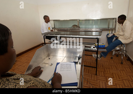 Labor-Ausbildung von Held Ratten von APOPO Organisation, TNT in Blindgänger zu erkennen. Stockfoto