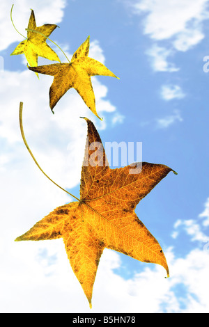 Fallende Blätter im Herbst blau bewölktem Himmel Hintergrund