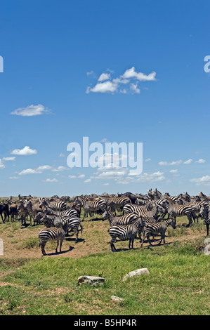 Zebra Migration (Equus Guagga) bei Seronera in Serengeti Tansania Stockfoto