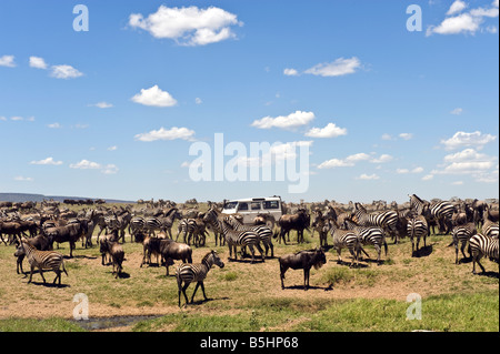 Zebra Migration (Equus Guagga) bei Seronera in Serengeti Tansania Stockfoto