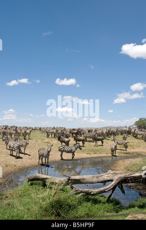 Zebras (Equus Guagga) an einer Wasserstelle am Seronera in Serengeti Tansania Stockfoto