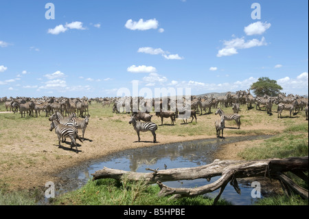 Zebras (Equus Guagga) an einer Wasserstelle am Seronera in Serengeti Tansania Stockfoto