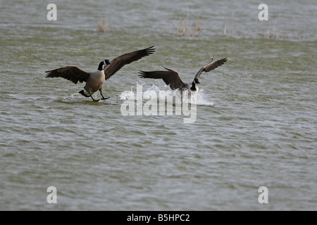 KANADAGANS Branta Canadensis paar LANDING ON LAKE Stockfoto