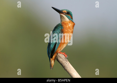 Gemeinsamen Kingfisher Alcedo Atthis AKA eurasischen Eisvogel oder Fluss Kingfisher Israel Sommer August 2008 Stockfoto