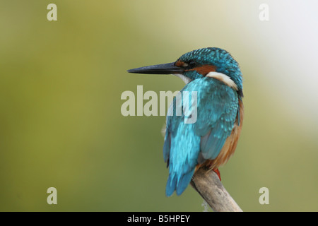 Gemeinsamen Kingfisher Alcedo Atthis AKA eurasischen Eisvogel oder Fluss Kingfisher Israel Sommer August 2008 Stockfoto