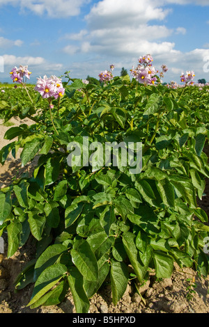 Rote Kartoffelpflanzen in Blüte Mitte der Saison Wachstum im nordwestlichen Washington Stockfoto