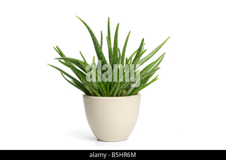 Aloe-Vera-Pflanze im Topf Stockfoto