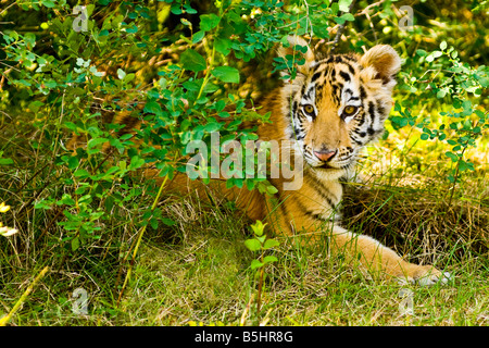 Sibirische Tiger Cub legt in der Bürste - kontrollierten Bedingungen Stockfoto
