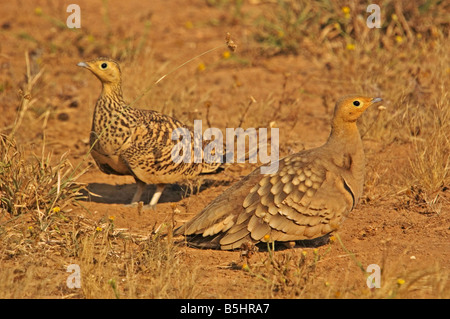 Kastanien bauchige sandgrouse Stockfoto