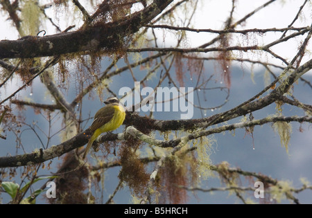 Golden gekrönten Flycatcher Myiodynastes Chrysocephalus auf Moos und Flechten bedeckt Zweig im Regenwald Ecuadors Stockfoto